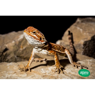 Pogona - Dragón Barbudo Orange